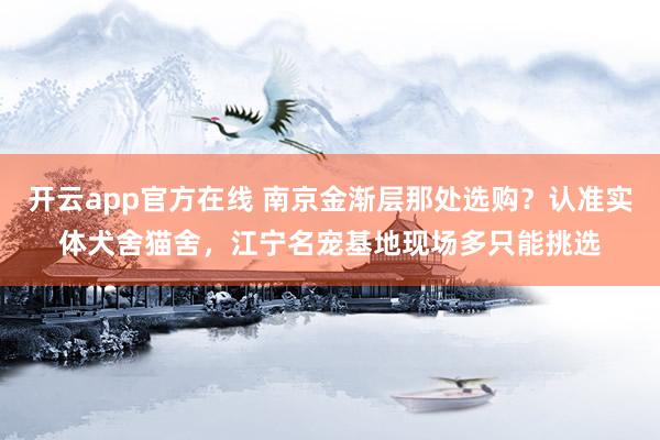 开云app官方在线 南京金渐层那处选购？认准实体犬舍猫舍，江宁名宠基地现场多只能挑选