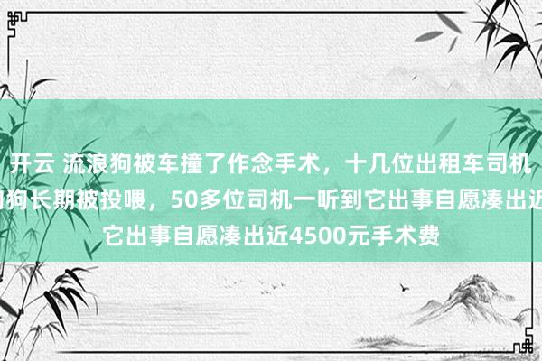 开云 流浪狗被车撞了作念手术，十几位出租车司机在病院守候：狗狗长期被投喂，50多位司机一听到它出事自愿凑出近4500元手术费